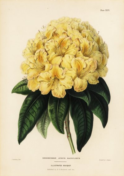 ゴールデン・シャクナゲ（Rhodendron aureum magniflorum 作： James Andrews