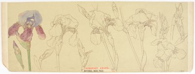 植物学、1900-30（紙にトイレ） 作： James Atherton