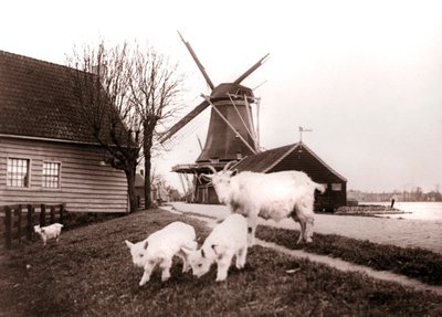 ヤギ、オランダ、ランダム、1898年。 作： James Batkin