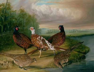 ノーフォーク、ウェンサム川のほとりのキジ（油彩・キャンバス 作： James Blazeby