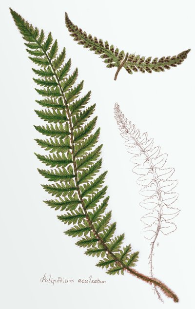 「フィリプスブリタニカエ、イギリスの適切なシダの歴史」、1785年 作： James Bolton