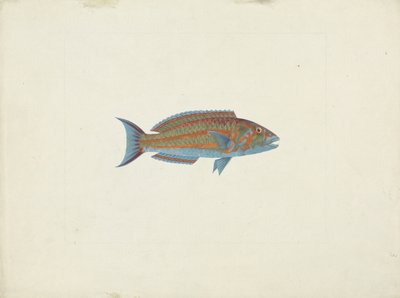 魚、エル・ハデリ・インボ（紙のグラファイトにガッシュ） 作： James Bruce