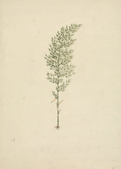 Arundinaria alpine K. Schum. （アフリカンバンブー）：根付きクセ描き終わり 作： James Bruce