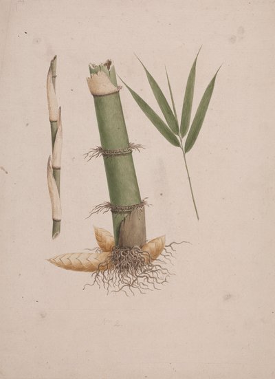 Arundinaria alpina K. Schum。 (アフリカの竹): 茎と葉のあるシュートのセクションの完成図 作： James Bruce