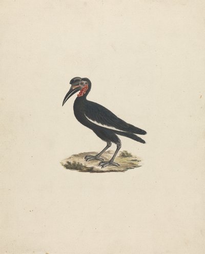 Bocorvus abyssinicus (アビシニアン オオサイチョウ) 作： James Bruce