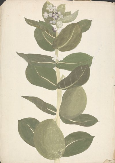 Calotropis procera (Ait.) Ait. f. (Maçã de Sodoma, Árvore Auricular): desenho finalizado de planta com flor e frutificação 作： James Bruce