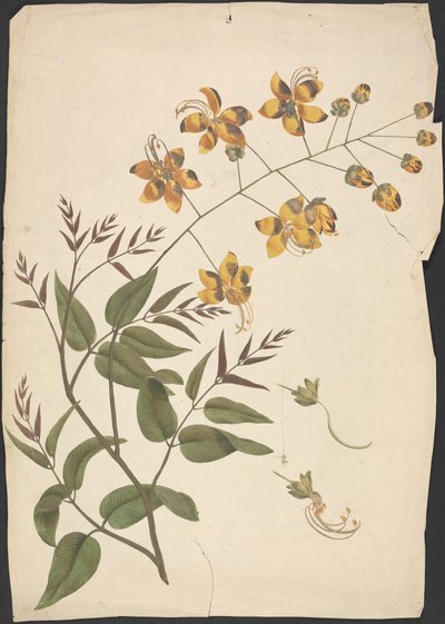 Cassia Fistula (Purging cassia): finished drawing of leafy shoot with flowers   1444372   ja       japanese Successfully Translated  Original: Tenerife-Man of Tacoronte Translat: Tenerife-Man of Tacoronte 1443735 ja japanese Successfully Translated Origina 作： James Bruce