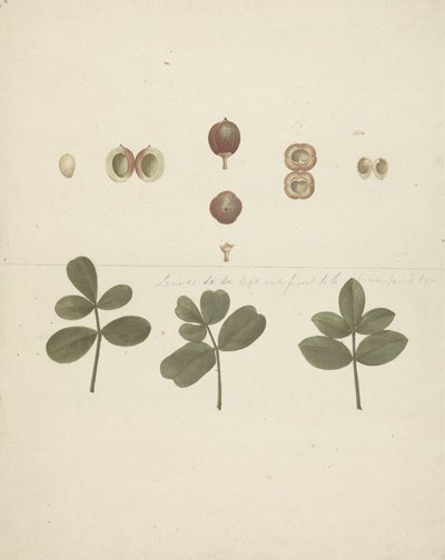 Commiphora gileadensis (L.) C. Chr. (ギレアデの香油、オポバルサム): 果実、切り分けた果実、葉の描き終わり 作： James Bruce