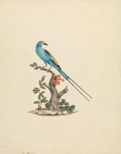 Coracias abyssinicus (rolo abissínio) 作： James Bruce