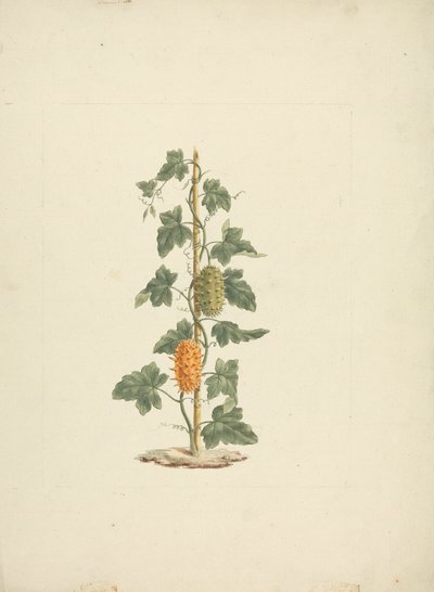 Cucumis metuliferus Naud (ワイルド キュウリ): 完成図 作： James Bruce