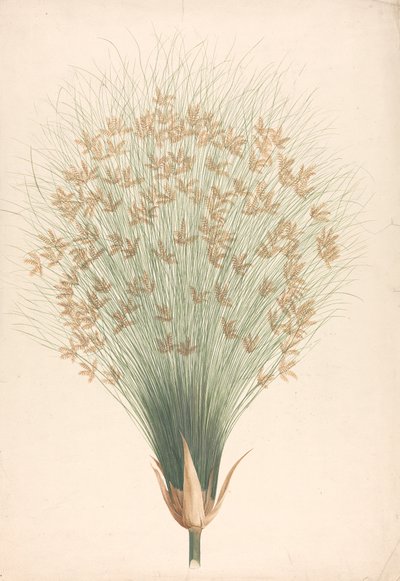 Cyperus papyrus L. (Papyrus Sedge): 花序の完成図 作： James Bruce
