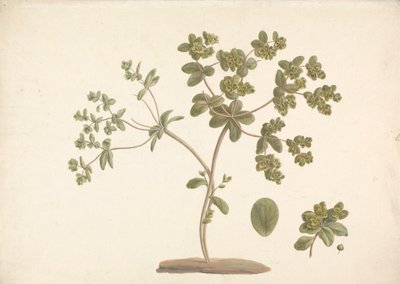 Euphorbia helioscopia L. (Sun Spurge): 花と葉と果実の詳細を含む顕花植物の完成図 作： James Bruce