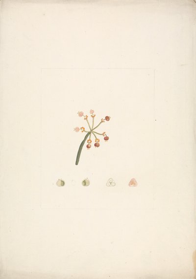 Euphorbia nubica N.E. Br. (Nubian Spurge): desenho finalizado do broto de floração e frutificação, com detalhes das dissecações florais 作： James Bruce