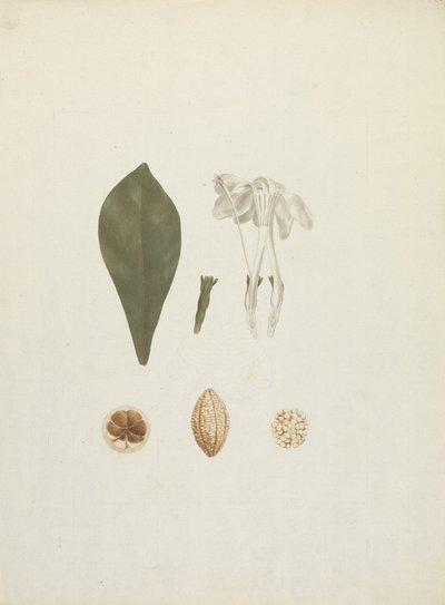 Gardenia ternifolia Schum.& Thonn. (Jovis-Tonantis): valmis piirros, jossa on lisäyksityiskohtia hedelmästä 作： James Bruce
