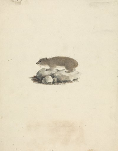 Heterohyrax brucei (イエロースポットロックハイラックス) 作： James Bruce