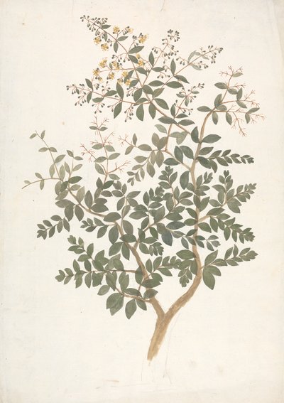 Lawsonia inermis L. (ヘナ): 開花葉のシュートの完成図 作： James Bruce