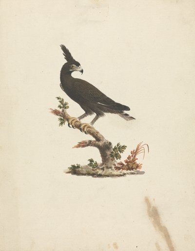 Lophaetus occipitalis (pitkäharjakotka) 作： James Bruce