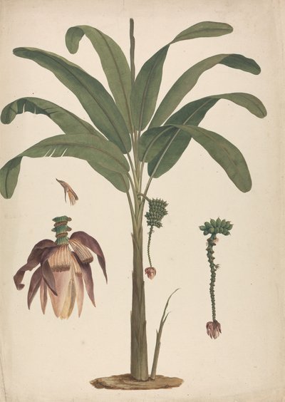 Musa x sapientum L. (Banana): 花序の詳細を描き終えた 作： James Bruce