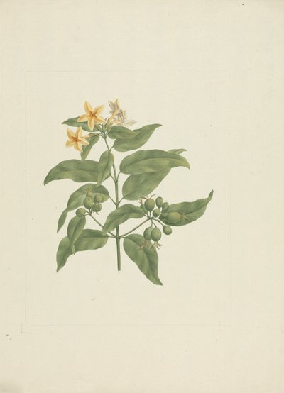 Mussaenda arcuata Lam. 元ポワール。 : 詳細なしで描画を終了 作： James Bruce