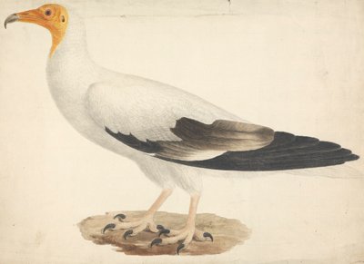 Neophron percnopterus (egyptiläinen korppikotka) 作： James Bruce