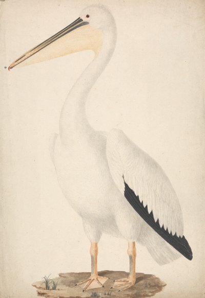 Pelecanus onocrotalus (グレート ホワイト ペリカン) 作： James Bruce