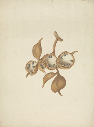 Sterculia africana (Lour.) Fiori: 種子の莢を持つ茎の完成図、いくつかは種子を示す開いています 作： James Bruce