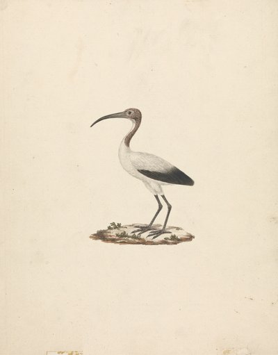 Threskiornis ethiopicus (アフリカトキ) 作： James Bruce