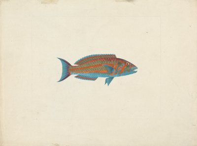 Peixe não identificado 作： James Bruce