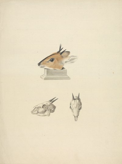 正体不明のマドクア (Dik-dik): 頭部と頭蓋骨の研究 作： James Bruce