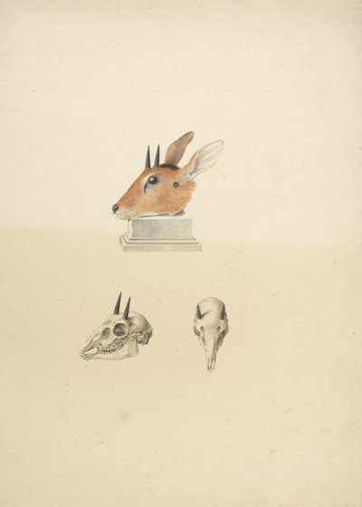 正体不明のマドクア (Dik-dik): 頭部と頭蓋骨の研究 作： James Bruce