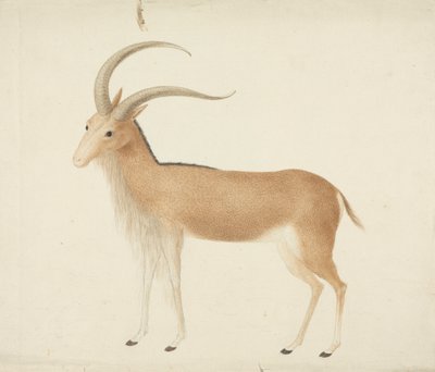 正体不明の有蹄動物 作： James Bruce