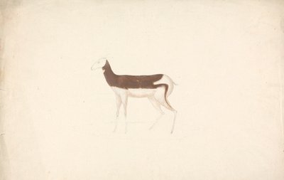 正体不明の有蹄動物 作： James Bruce