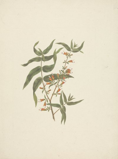 Woodfordia uniflora (A. Rich.) Koehne: 開花シュートの完成図 作： James Bruce