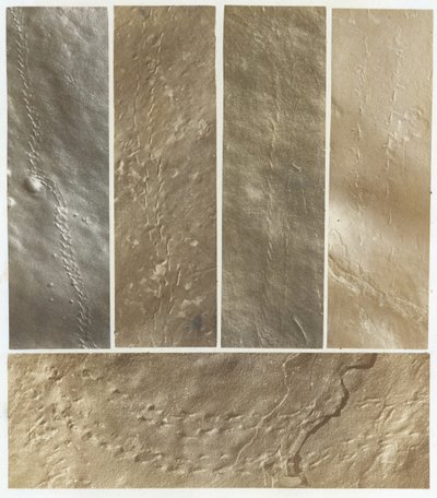 Ichnographs from the Sandstone of Connecticut River、1861年発行。 作： James Deane