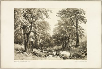 「公園と森」より、アランデール公園のブナの木 作： James Duffield Harding