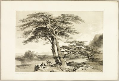 レバノン杉（『公園と森』より 作： James Duffield Harding