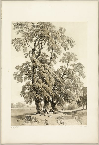 公園と森のニレ 作： James Duffield Harding