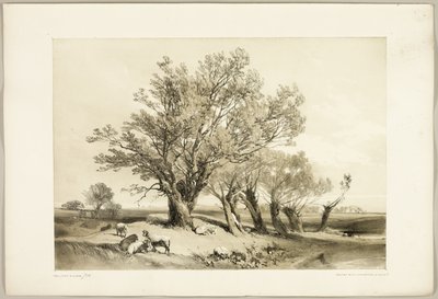 『公園と森』よりポラード・ウィロー 作： James Duffield Harding