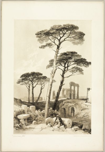 『公園と森』よりストーン・パインズ 作： James Duffield Harding