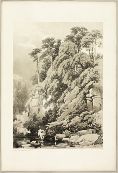 「公園と森」よりウィッチニレとモミ 作： James Duffield Harding