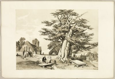 イチイ、公園と森より 作： James Duffield Harding