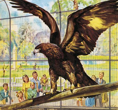 動物園の有名人フライ・アウェイ・ゴールディ 作： ジェームズ・エドウィン・マコーネル