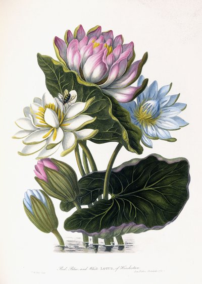 ヒンドスタンの赤、青、白の蓮、1781 作： James Forbes