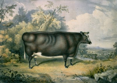 コッテスモア賞の未経産牛、ヘンリーストラフォード後（fl.1833-73）、1837 作： James Giles