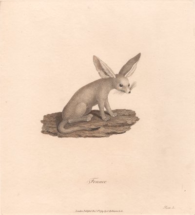 フェネック 作： James Heath