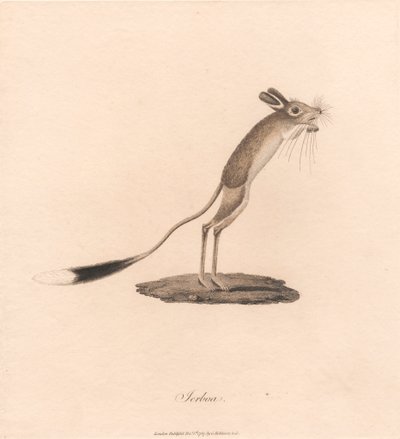 トビネズミ 作： James Heath