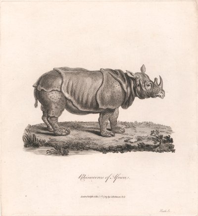 アフリカのサイ 作： James Heath