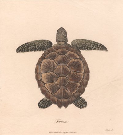 カメ 作： James Heath