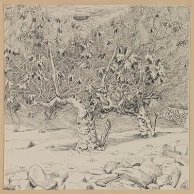 イチジクの木、ヒンノムの谷、私たちの主イエス・キリストの生涯のイラスト（紙にインク） 作： James Jacques Joseph Tissot