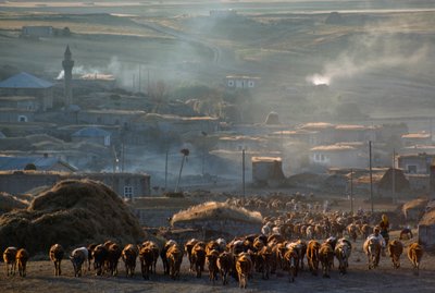 埃っぽい田舎町を牧草地へと移動する牛の大群。トルコ、エンレンテペ。 作： James L Stanfield